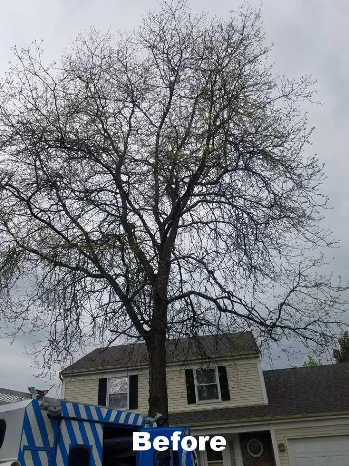 DOS Tree Service LLC gallery 3
