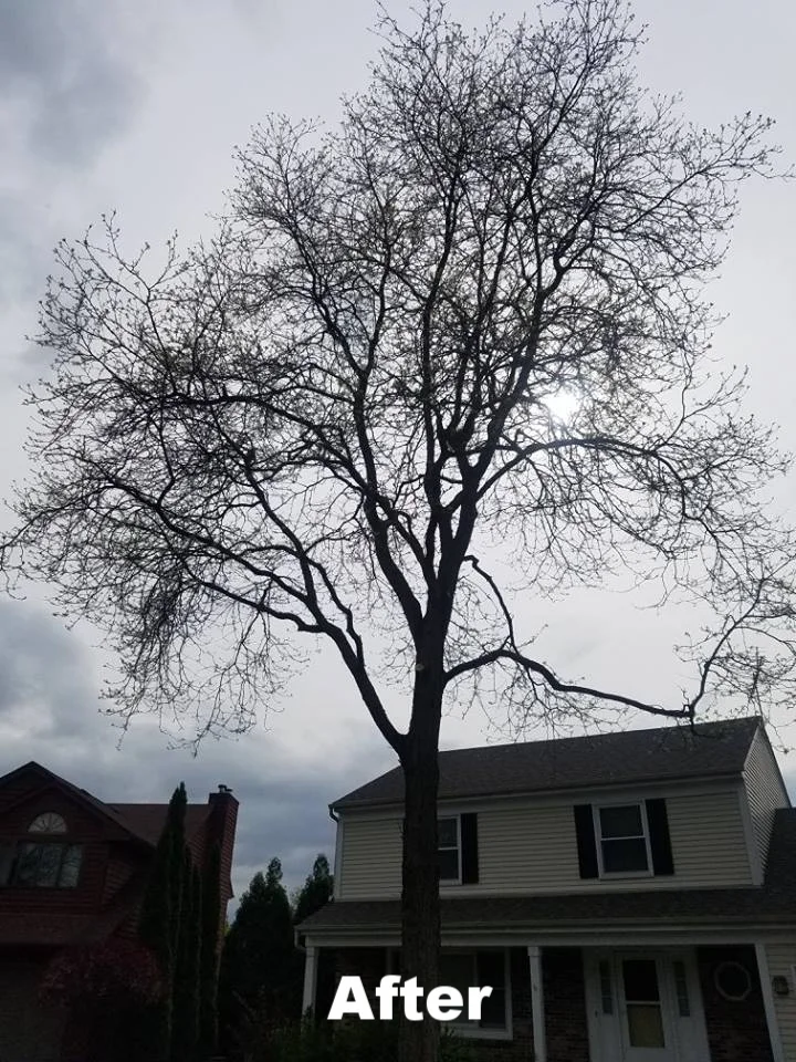 DOS Tree Service LLC gallery 4
