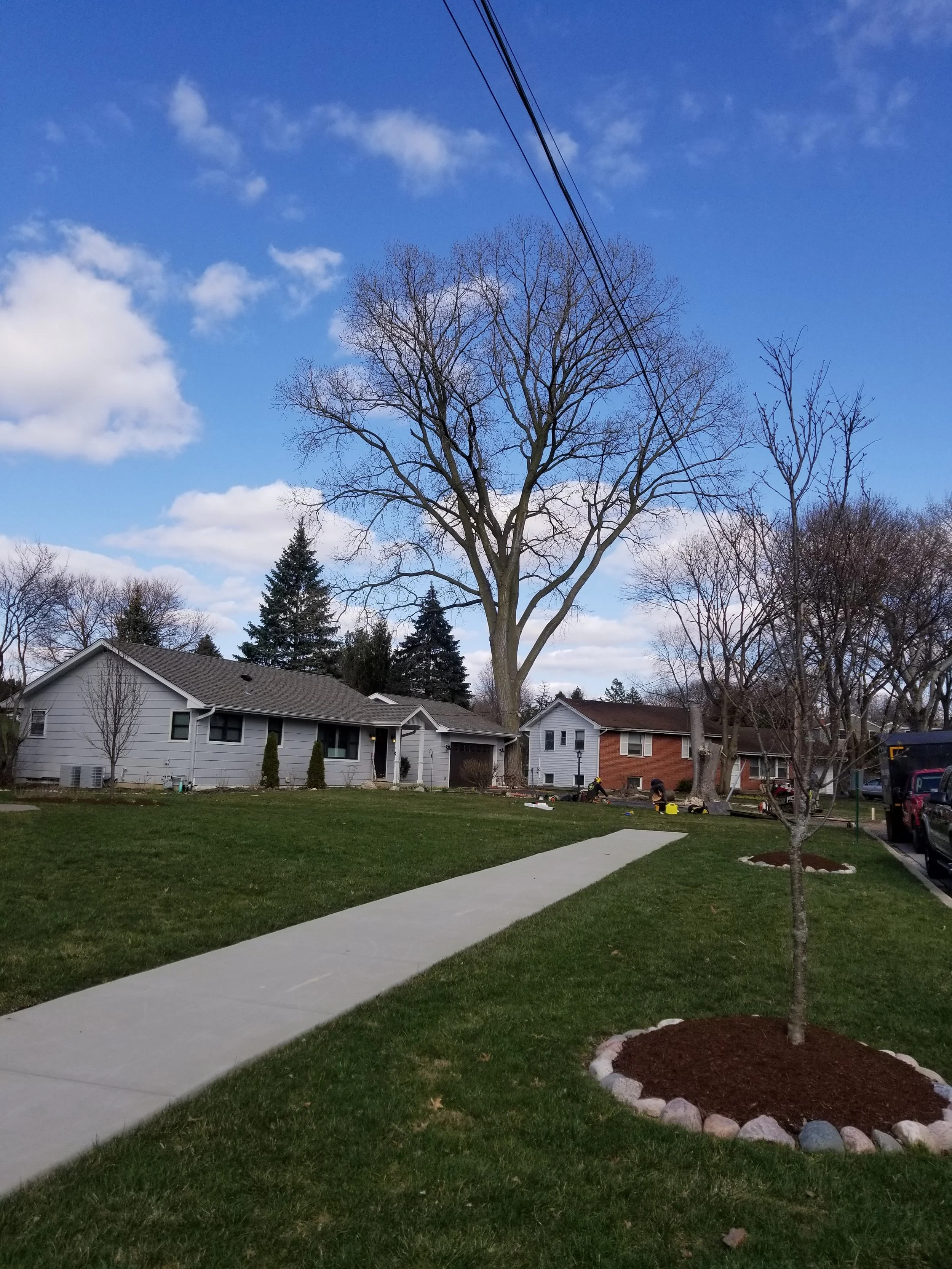 DOS Tree Service LLC gallery 5
