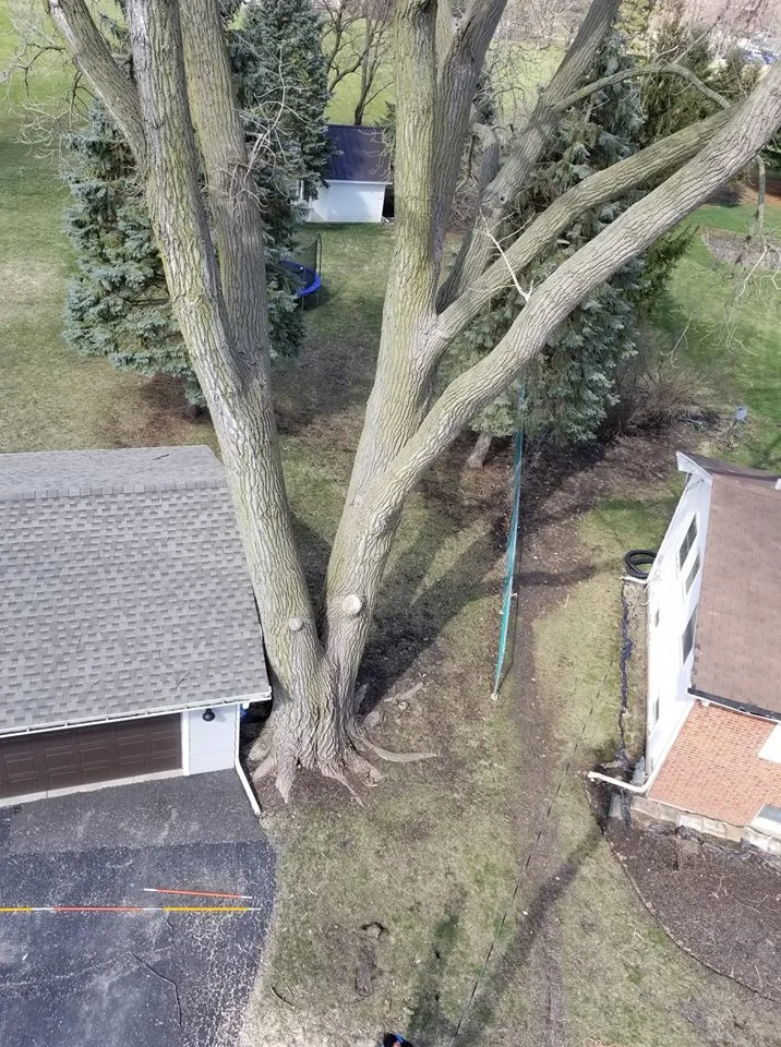 DOS Tree Service LLC gallery 6