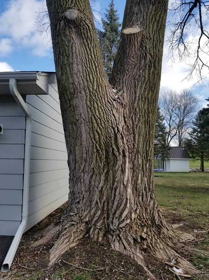 DOS Tree Service LLC gallery 7