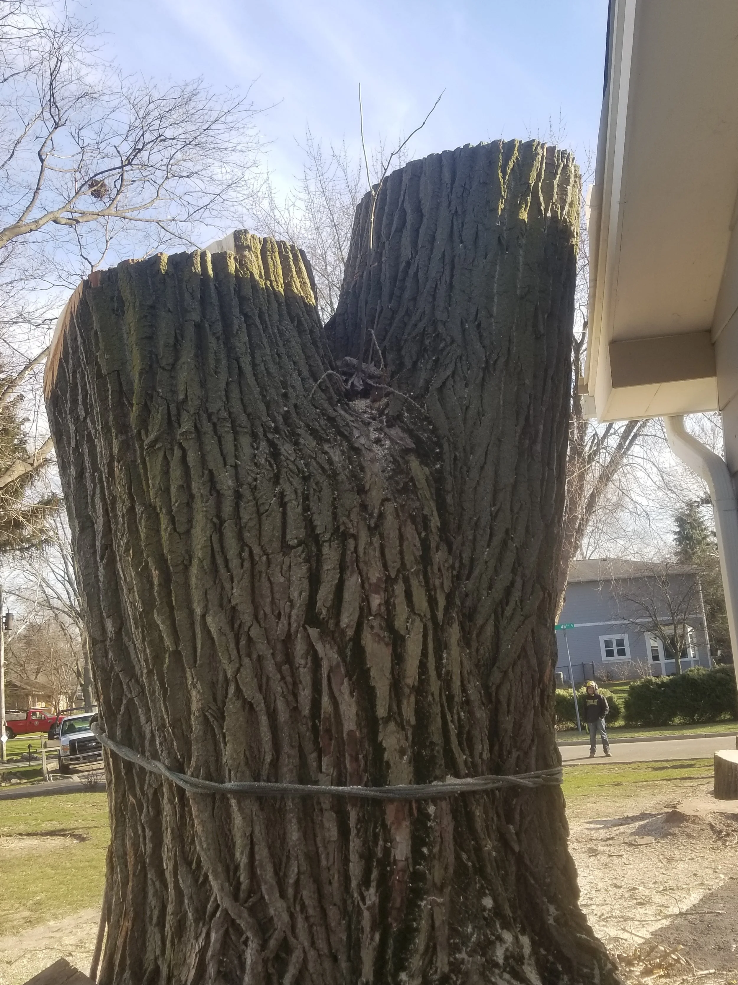 DOS Tree Service LLC gallery 8