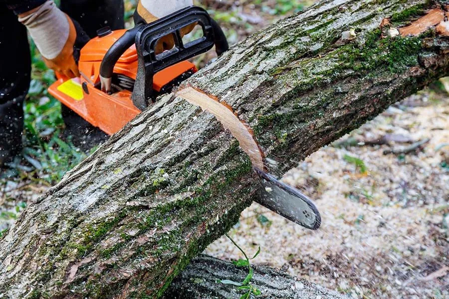 Dragonetti Tree Removal gallery 2