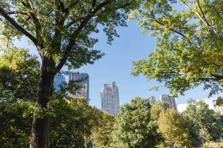 Dragonetti Tree Removal gallery 3