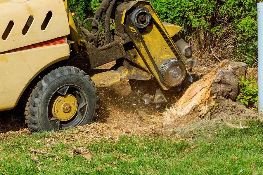 Dragonetti Tree Removal gallery 5