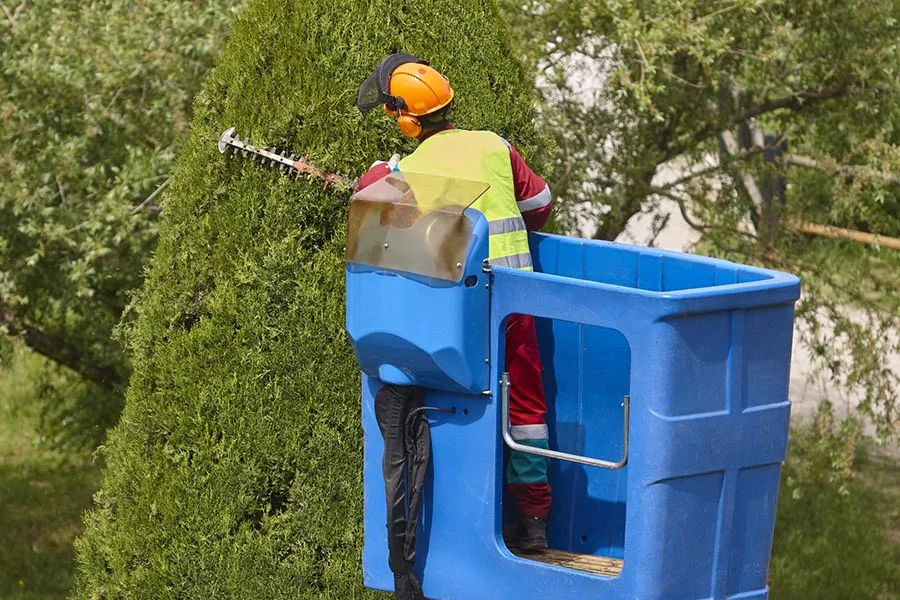 Dragonetti Tree Removal gallery 7