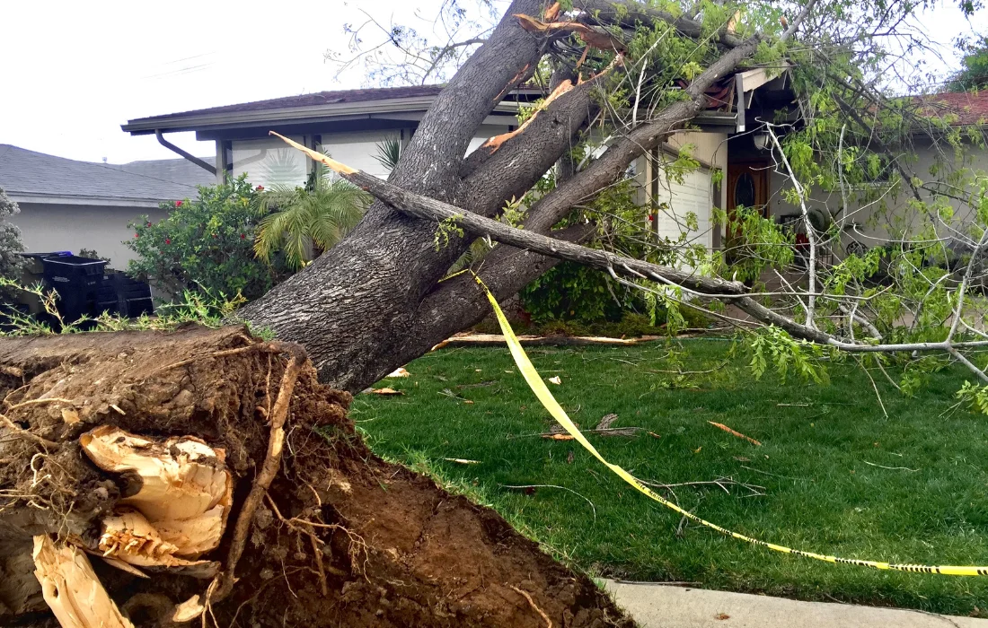 Dragonetti Tree Removal gallery 8