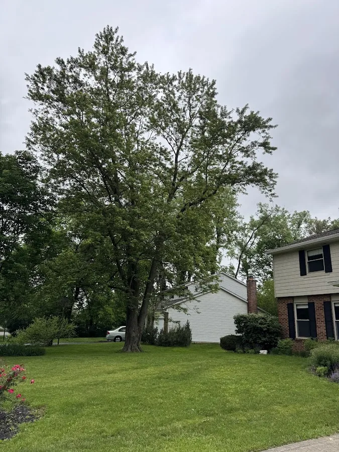 Duffey Tree Care