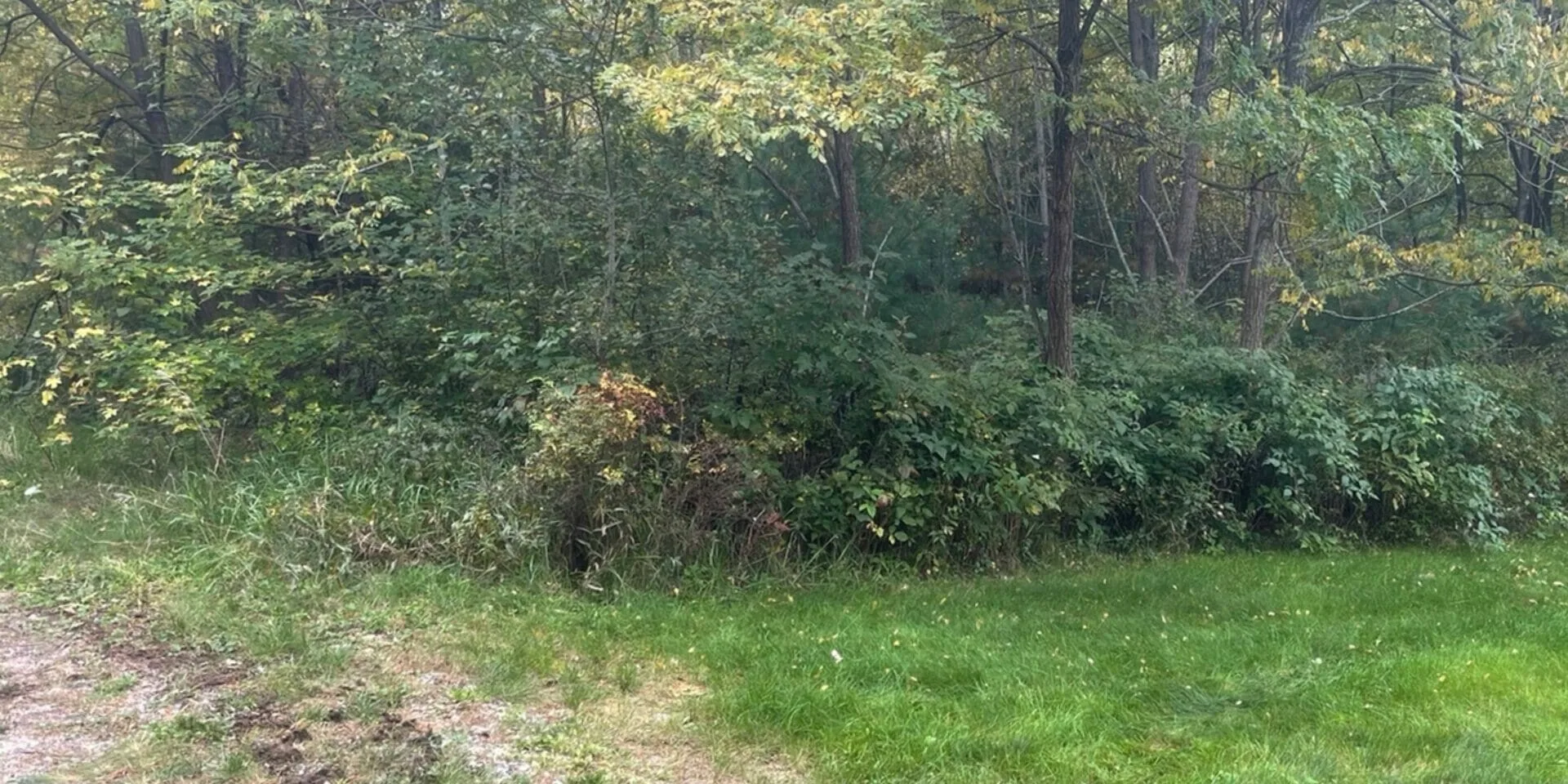 Durham Forestry Mulching Land Clearing and Stump Grinding gallery 8