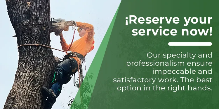 E & J Sanchez Tree Service gallery 3