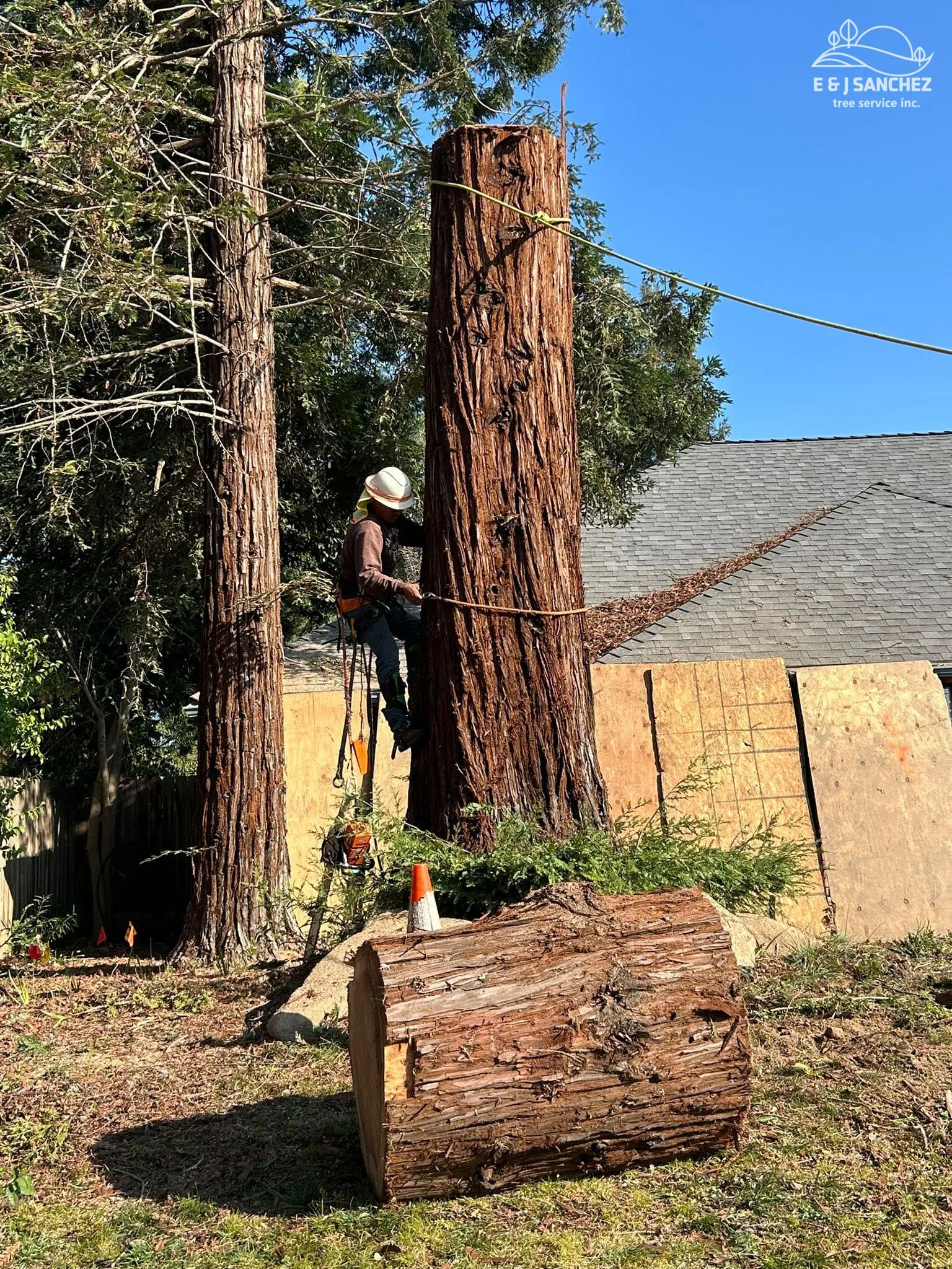 E & J Sanchez Tree Service gallery 4