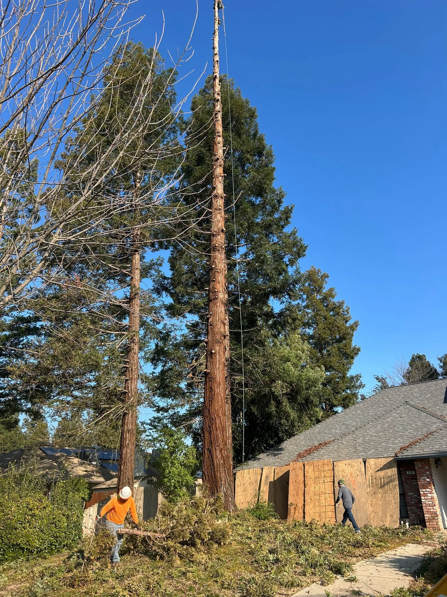 E & J Sanchez Tree Service gallery 10