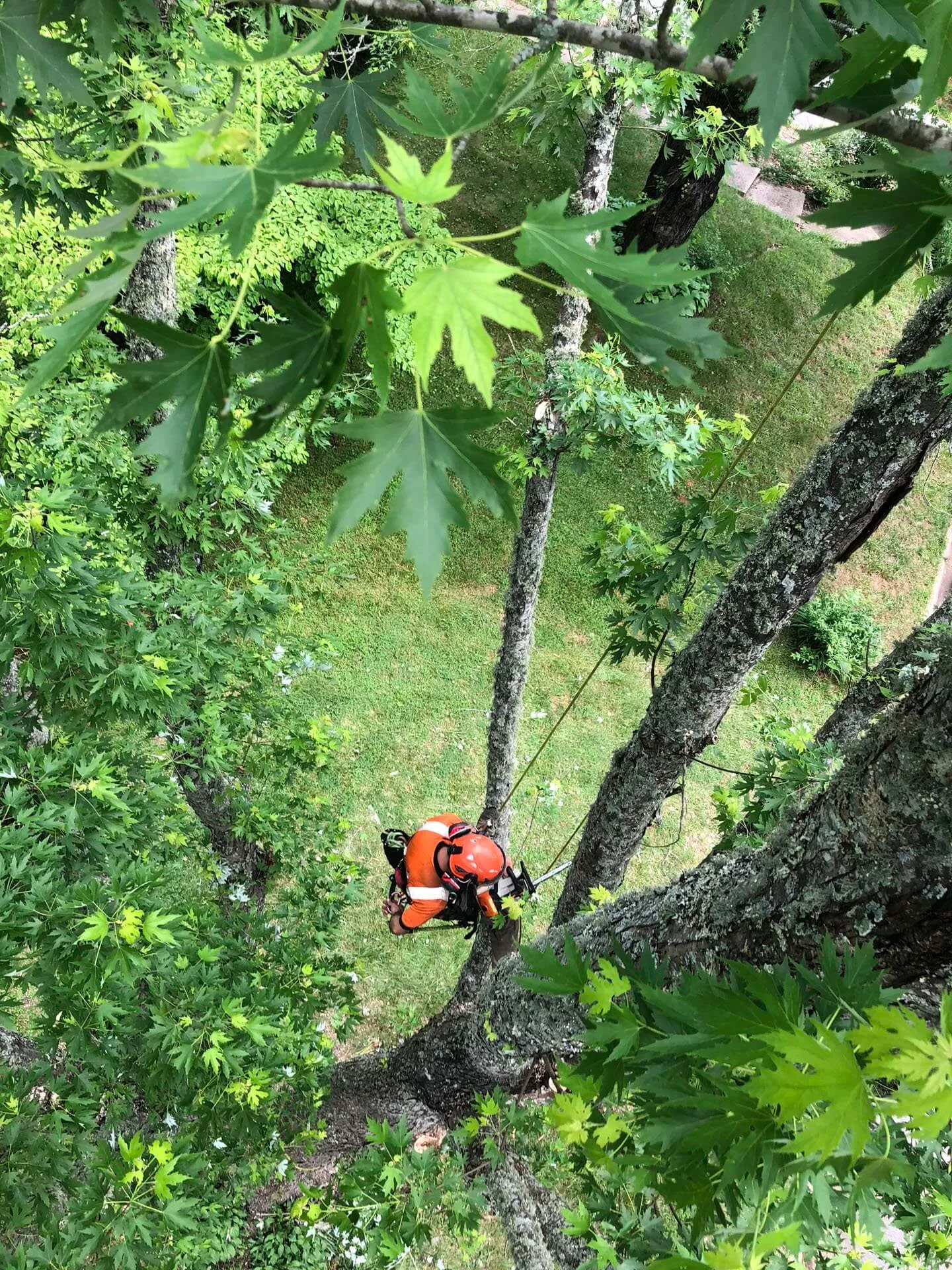 Earthworks Tree Services, INC gallery 7