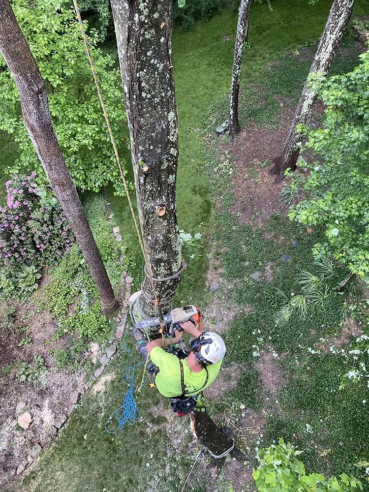 Earthworks Tree Services, INC gallery 9