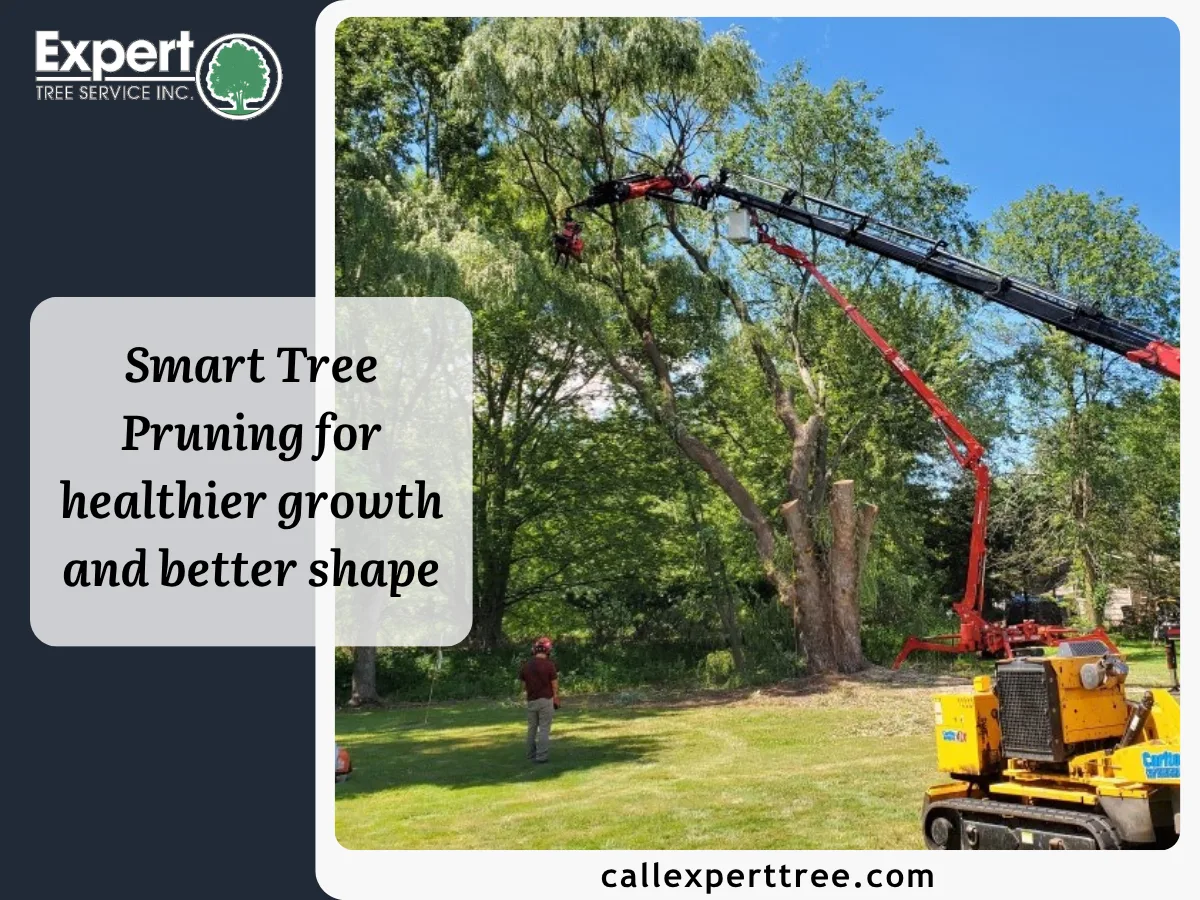 Expert Tree Service gallery 2