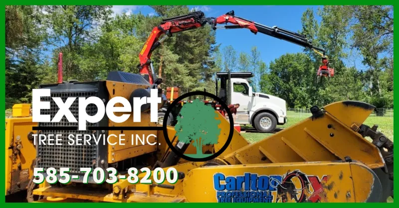 Expert Tree Service gallery 3