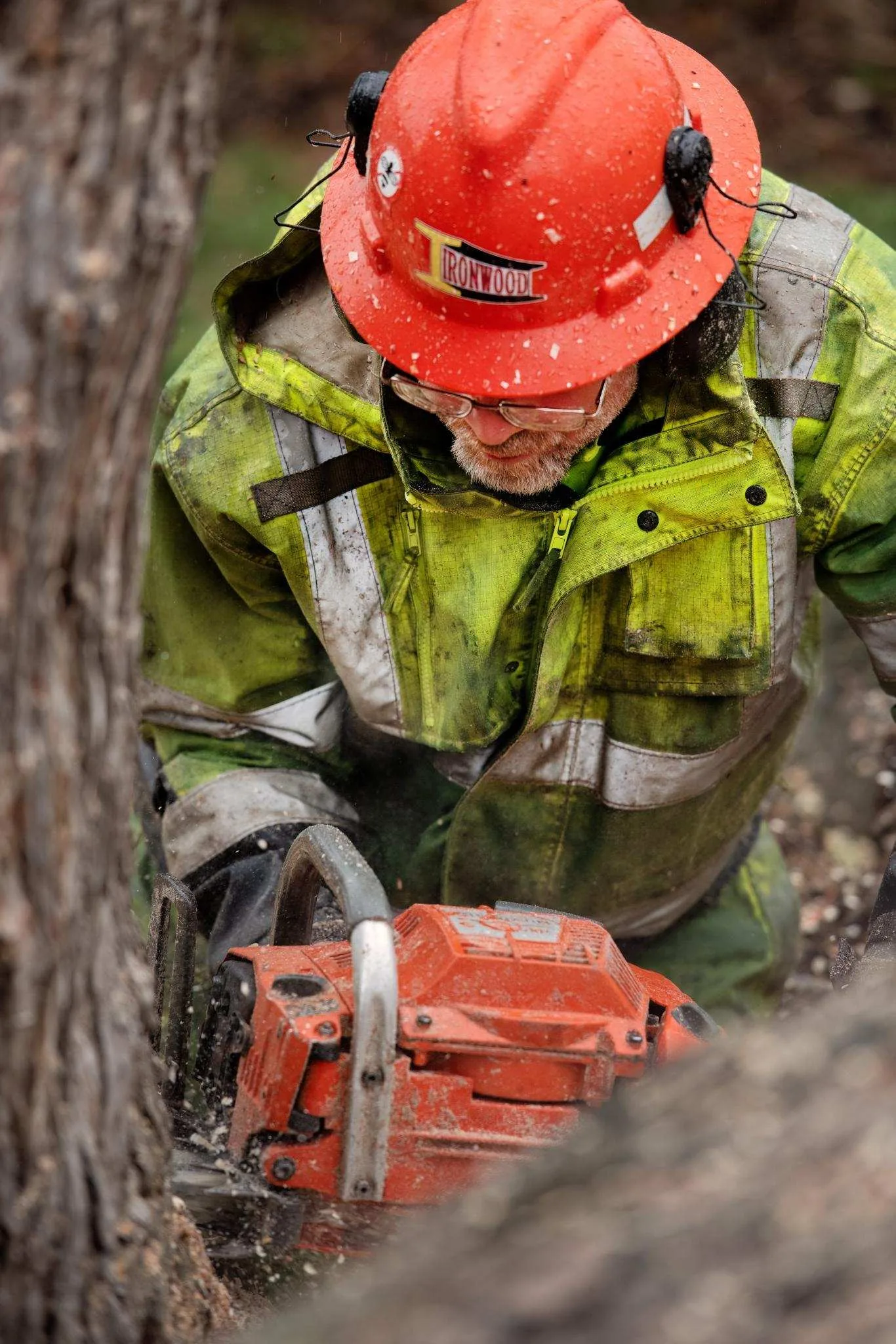 Expert Tree Service gallery 6