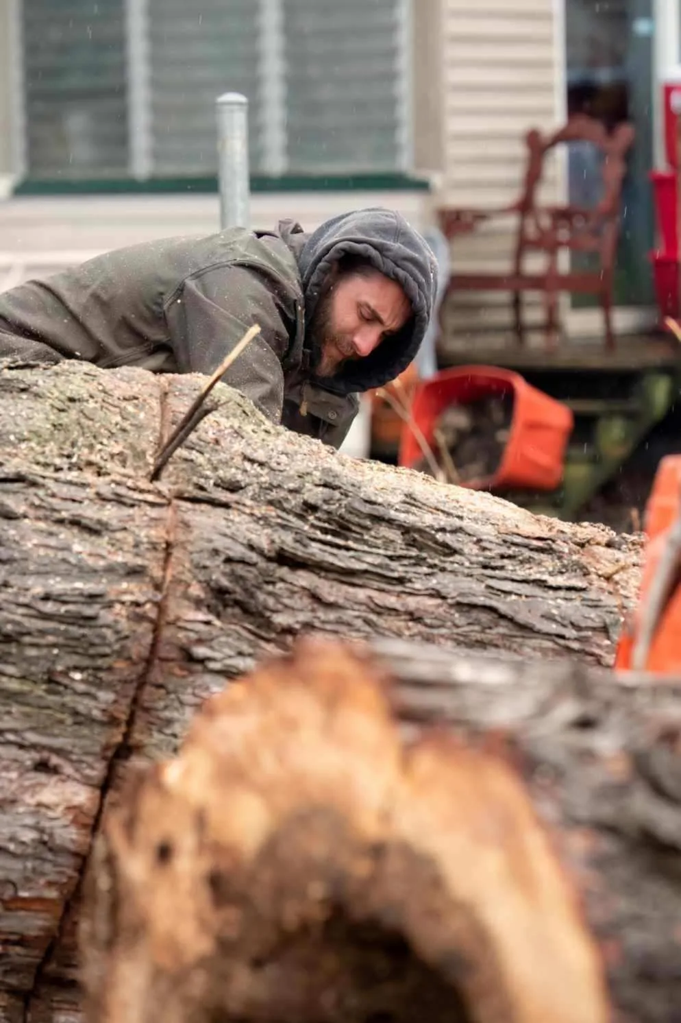 Expert Tree Service gallery 7