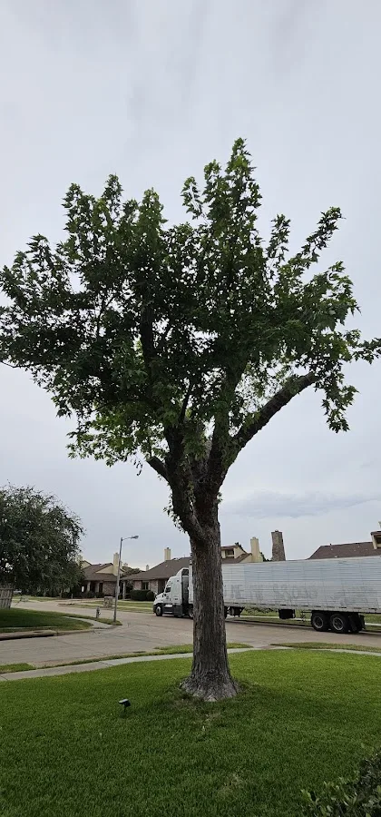 Experts Tree Service