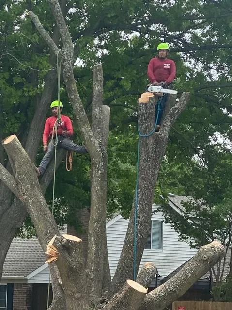 Experts Tree Service gallery 3