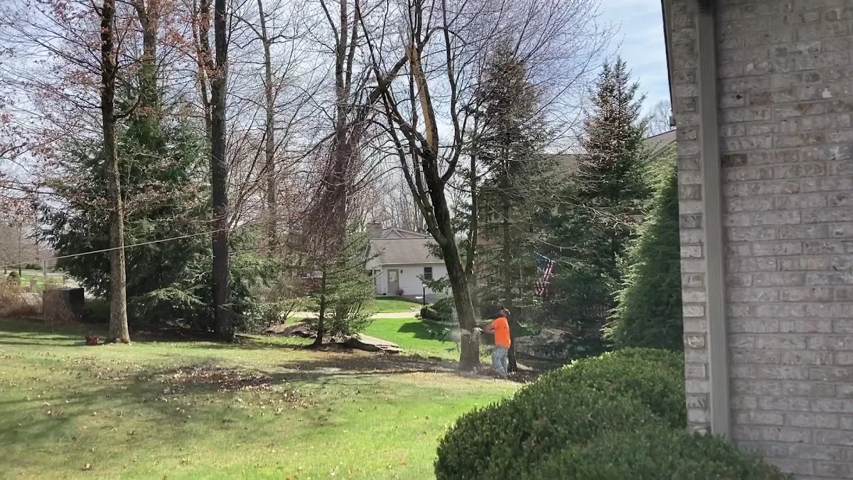 Falling Timbers Tree Services work site