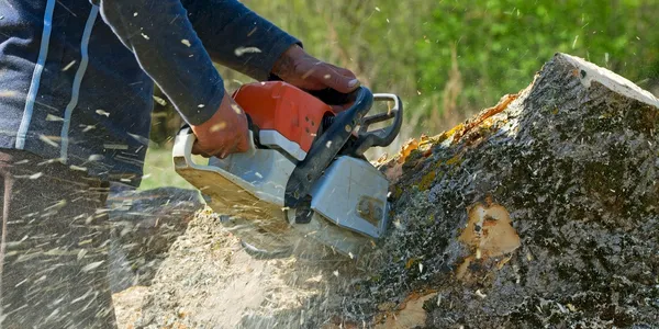 Falling Timbers Tree Services gallery 3