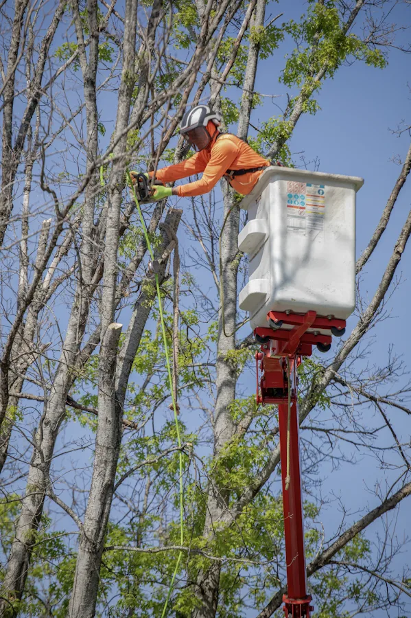 Family Tree Care work site