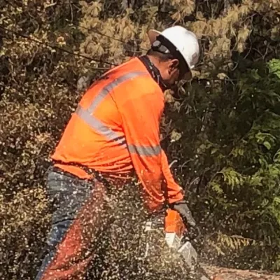 FB Tree Services inc gallery 4