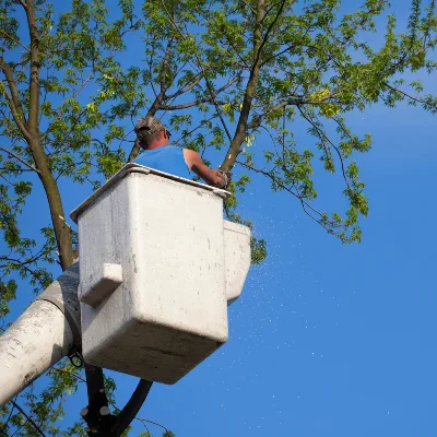 FB Tree Services inc gallery 6