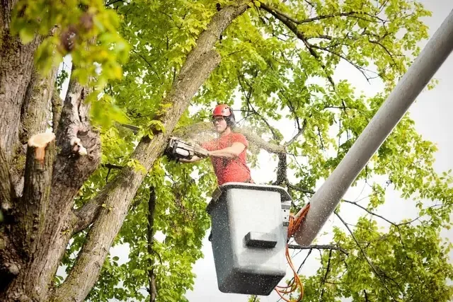FORDHAM TREE CUTTING SERVICES