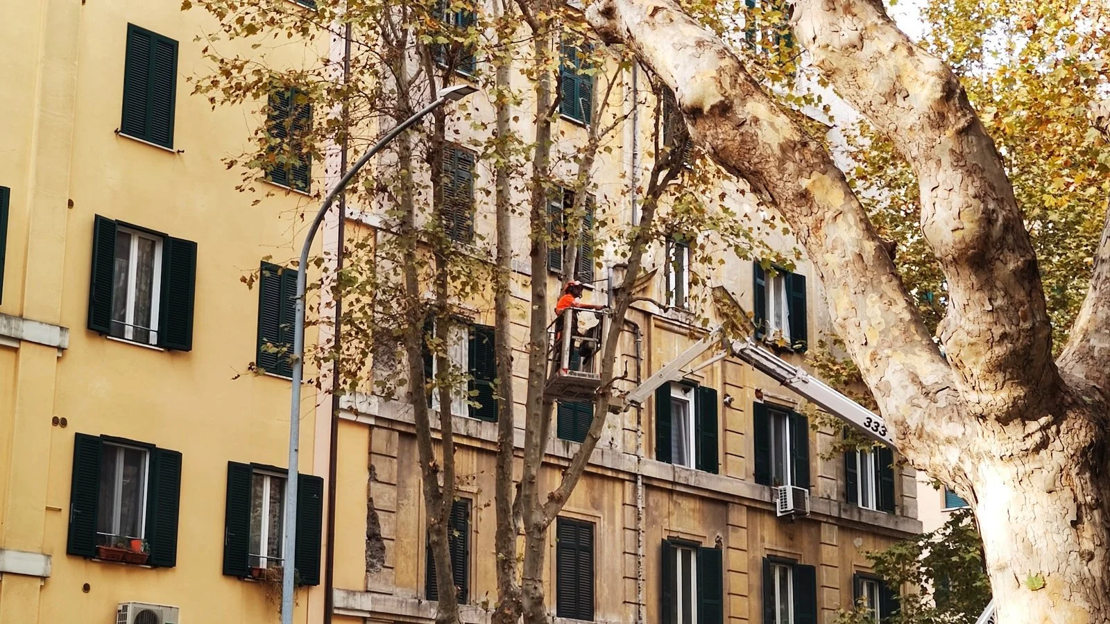 FORDHAM TREE CUTTING SERVICES gallery 4