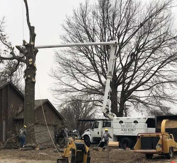Forest Tree Service LLC gallery 2