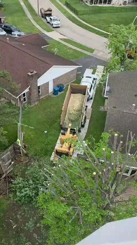 G&C Tree Service, LLC gallery 2