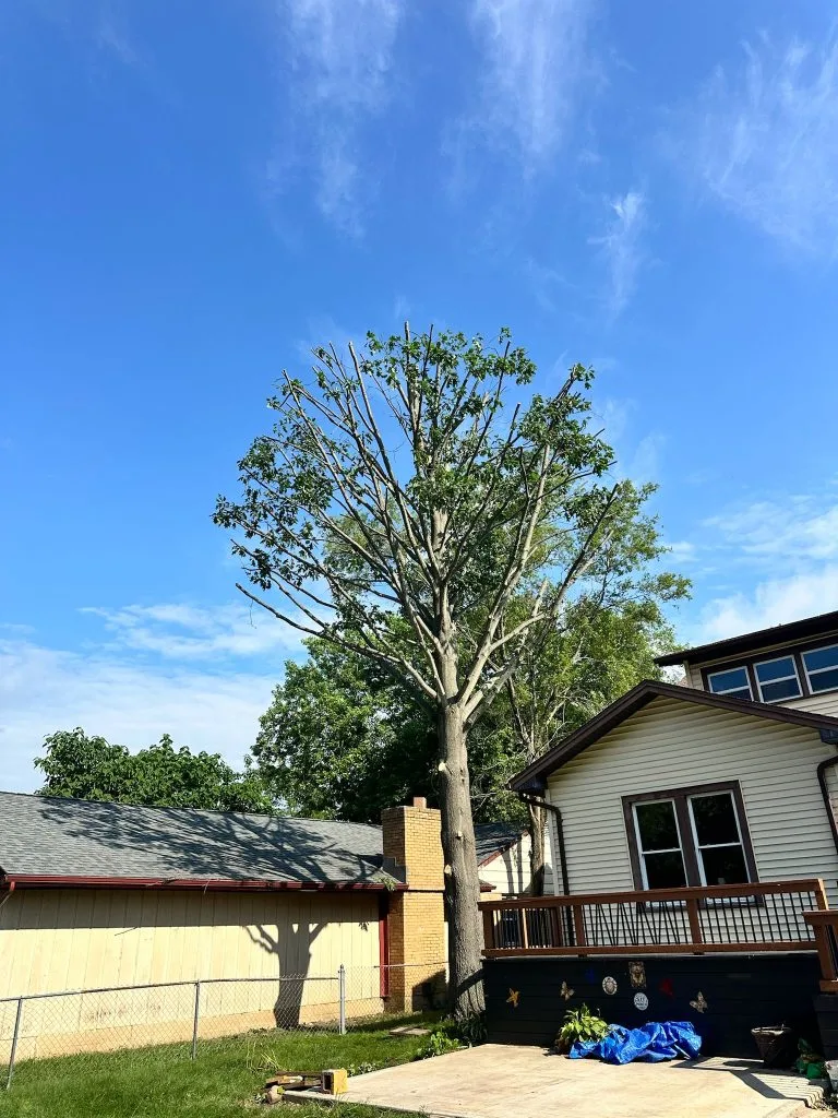 G&C Tree Service, LLC gallery 8