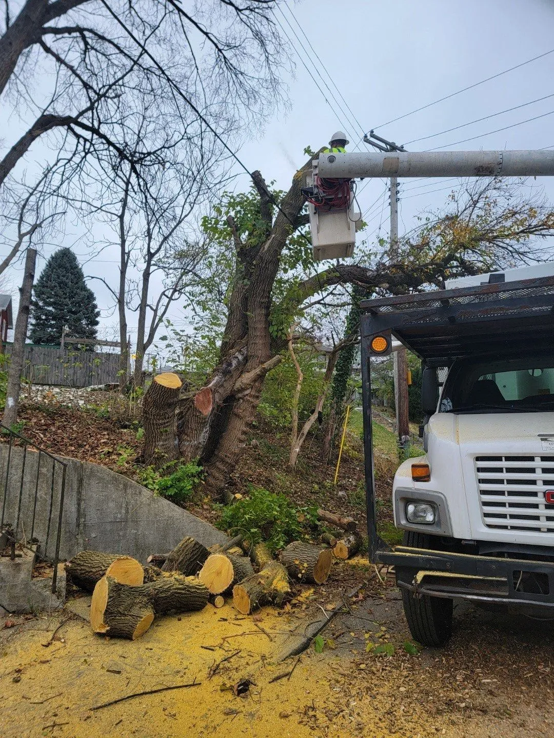 GAD Tree Experts, LLC gallery 2