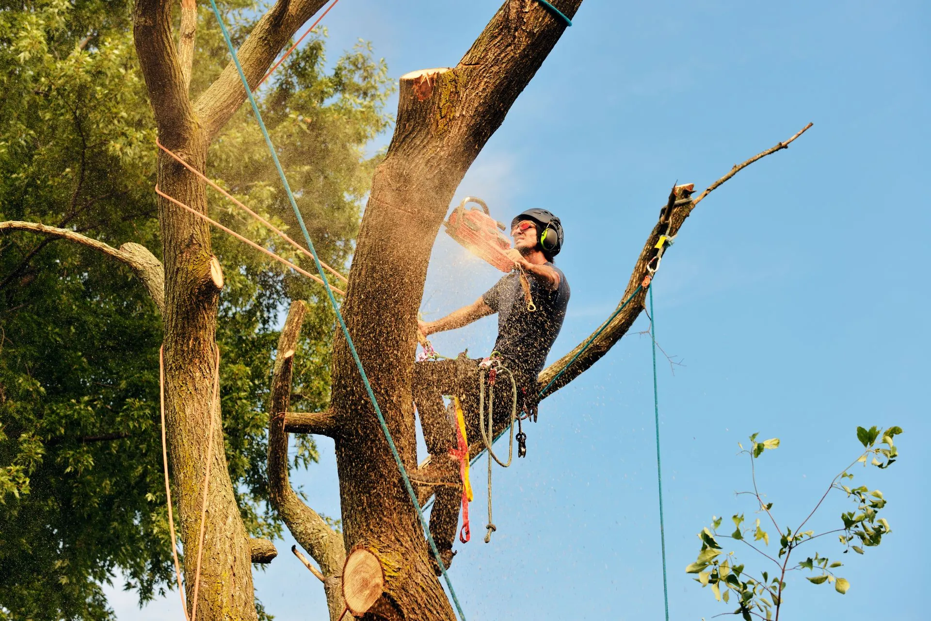 GAD Tree Experts, LLC gallery 3