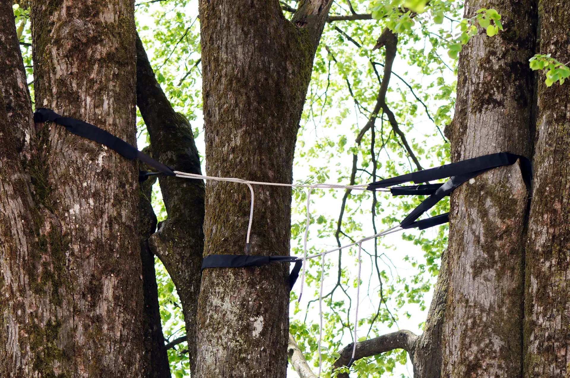 GAD Tree Experts, LLC gallery 4