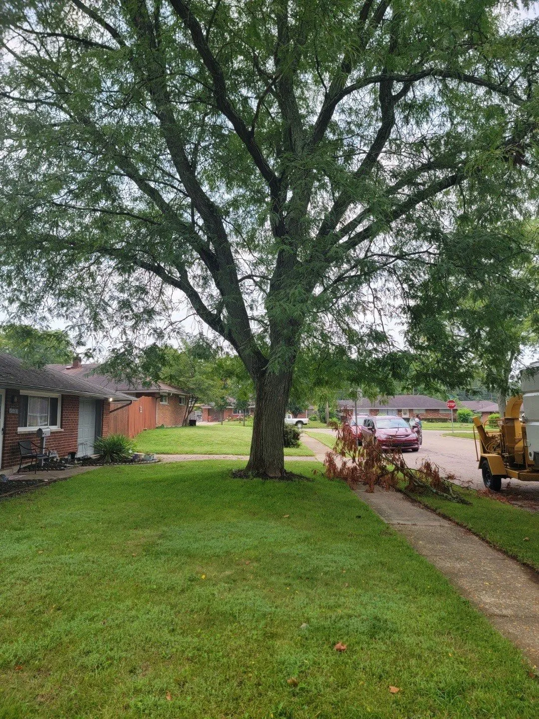 GAD Tree Experts, LLC gallery 5