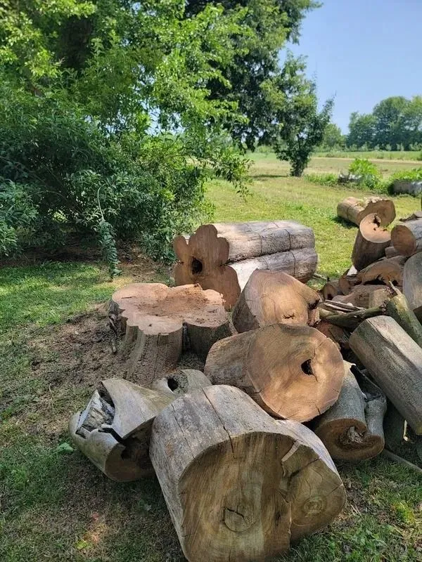GAD Tree Experts, LLC gallery 7