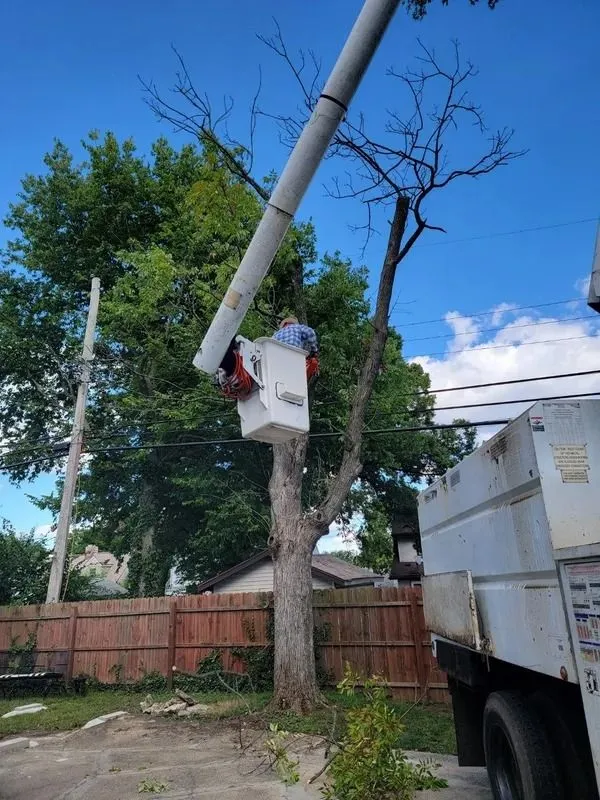 GAD Tree Experts, LLC gallery 8