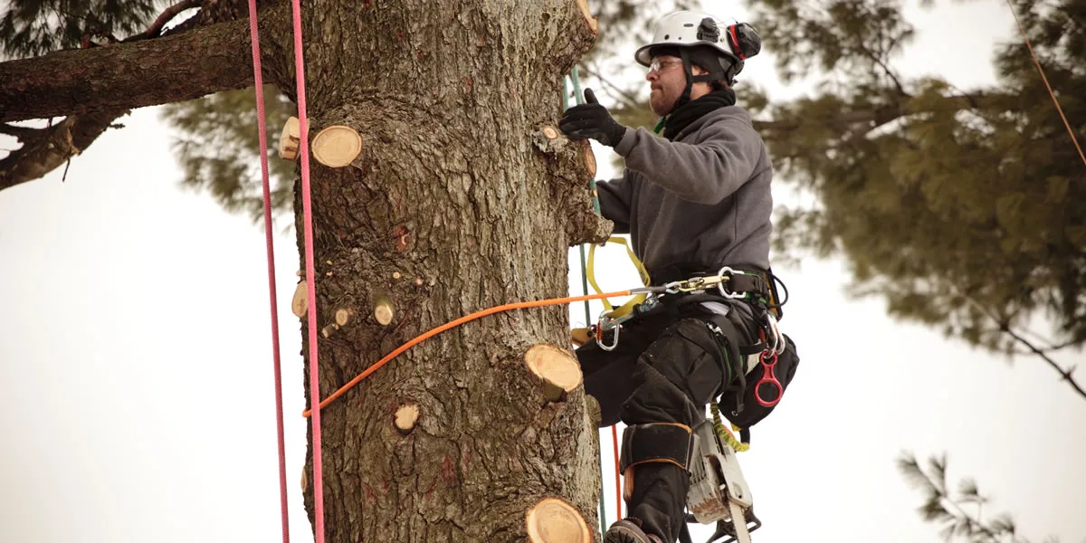 Garcia Tree Services gallery 3