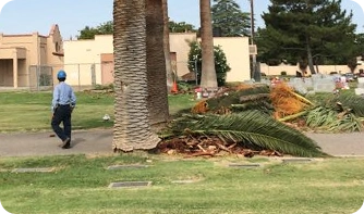 General Tree Service, Inc. gallery 7