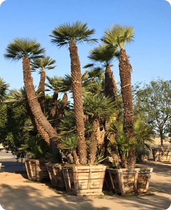 General Tree Service, Inc. gallery 8