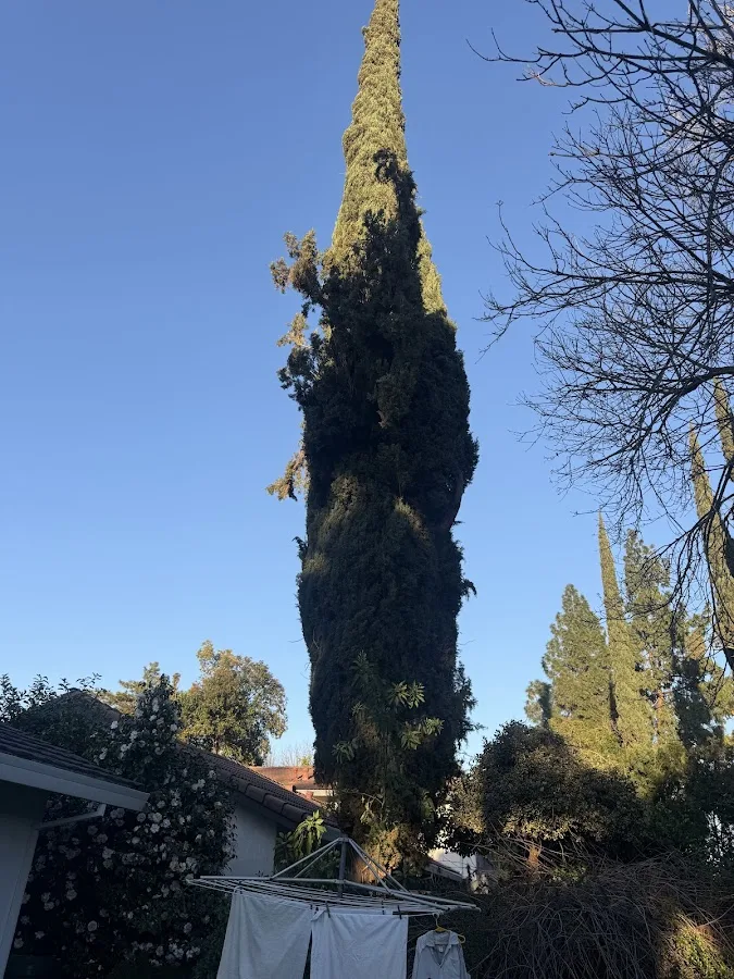 Golden Roots Tree Care
