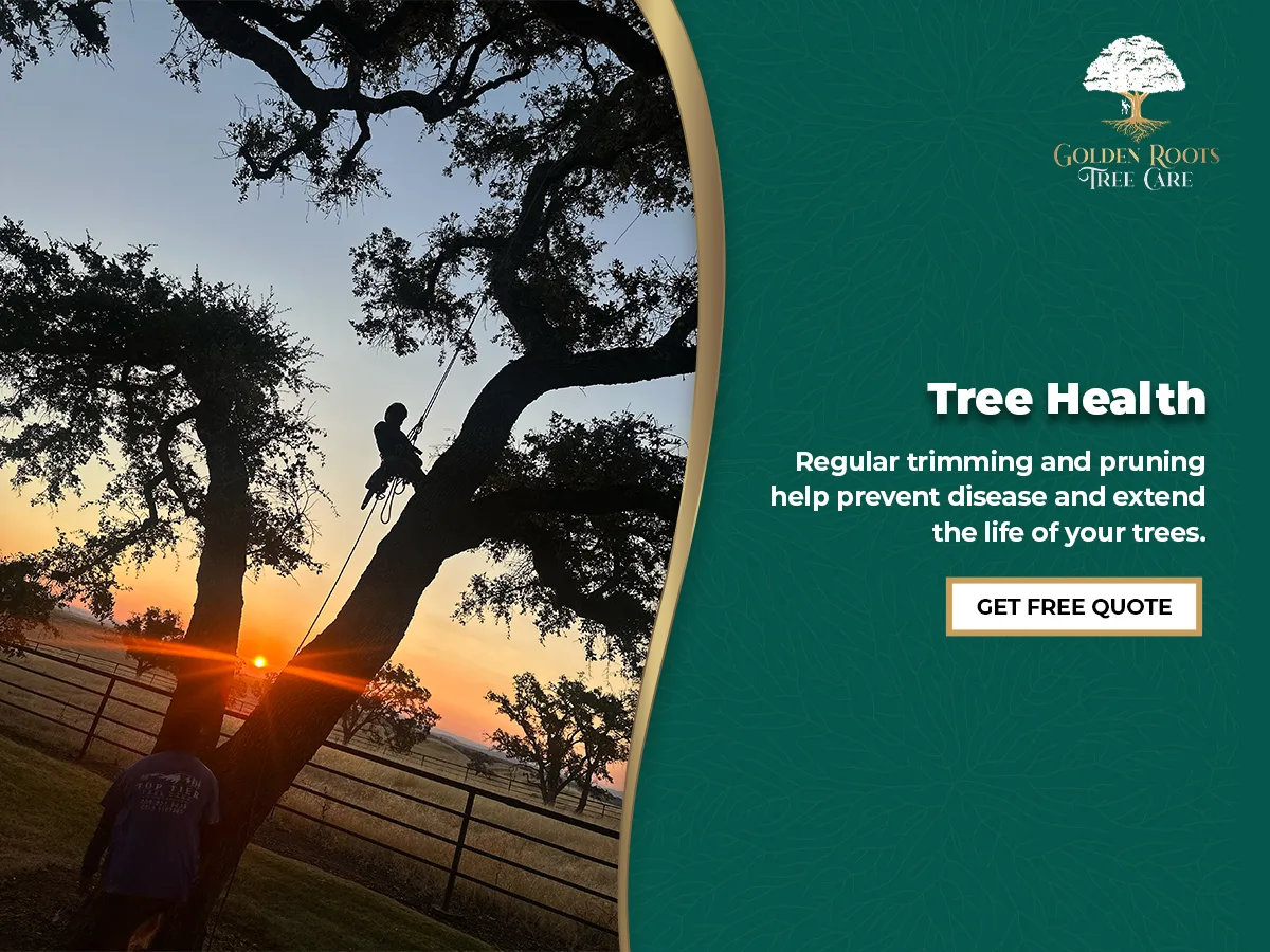 Golden Roots Tree Care gallery 2