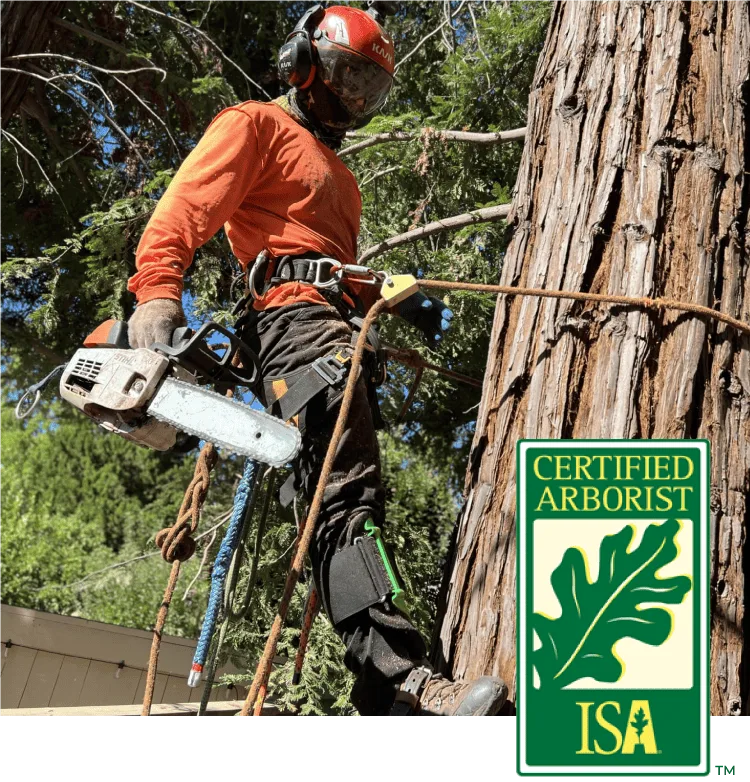 Golden Roots Tree Care gallery 3