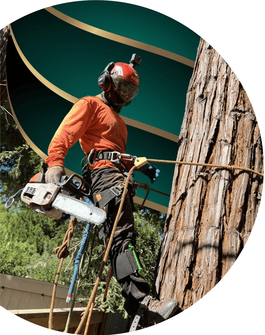 Golden Roots Tree Care gallery 5