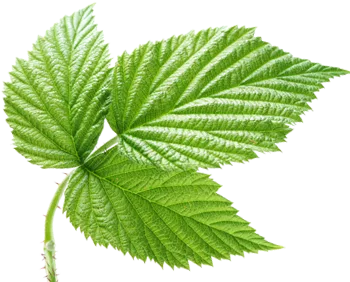 Golden Roots Tree Care gallery 6