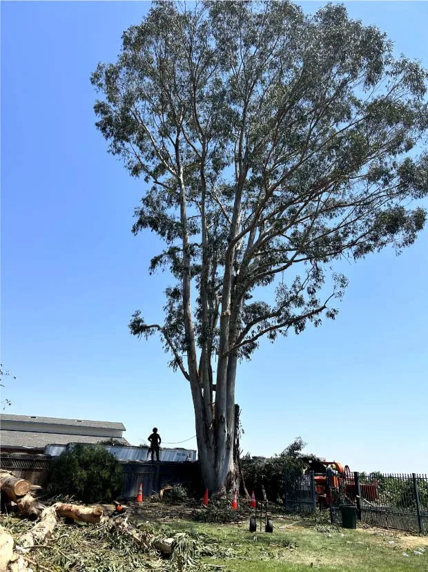 Golden Roots Tree Care gallery 8
