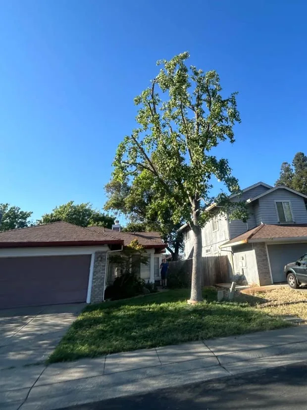 Golden Roots Tree Care gallery 9